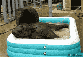 Elephants in a Pool