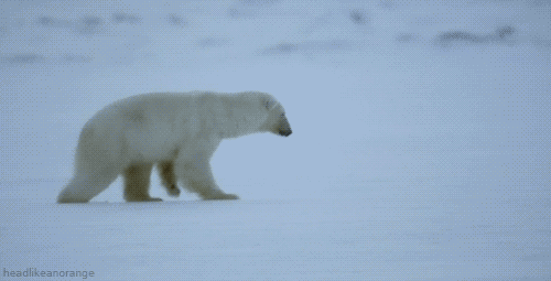 Polar Bear Sees Seal