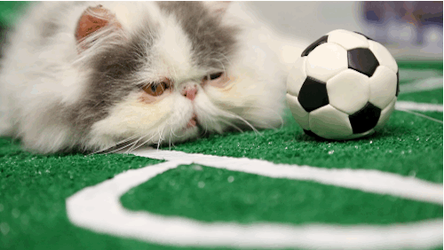 Soccer-Cats-3