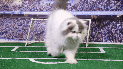 Soccer-Cats-2