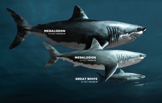ทุ่มสุดๆ Jason Statham ถ่ายทำกับ ฉลามตัวเป็นๆ ในหนังเรื่อง The Meg