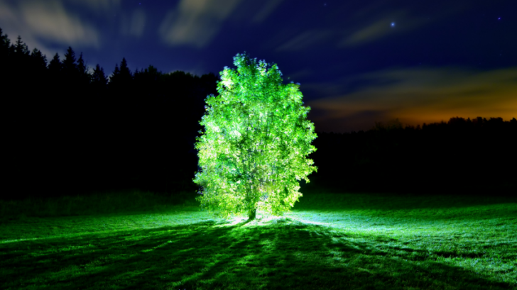 MIT สร้างต้นไม้ที่สามารถเรืองแสงได้เหมือนหลอดไฟ แถมยังใช้แทนแสงไฟส่องถนนได้ด้วย