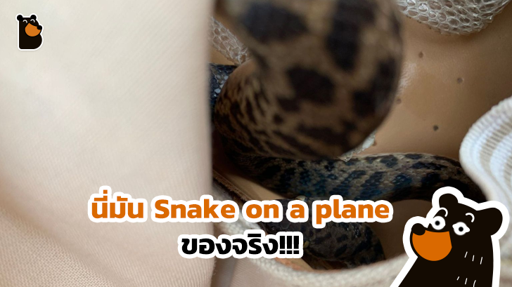 งูอยู่บนเครื่องบินของจริง มาแล้วจ้า ยังดีที่เป็นงูที่สงบเสงี่ยมและไม่มีพิษ