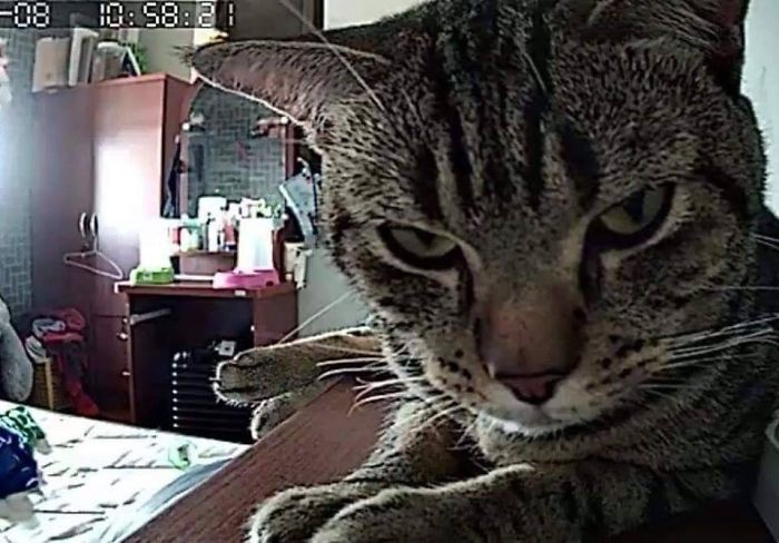 สะเทือนใจหนักมาก เมื่อมนุษย์ตั้งกล้องส่องว่า เจ้าแมวทำอะไรกับเขาบ้างตอนกลางคืน...