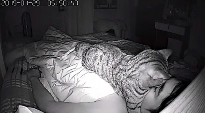 สะเทือนใจหนักมาก เมื่อมนุษย์ตั้งกล้องส่องว่า เจ้าแมวทำอะไรกับเขาบ้างตอนกลางคืน...