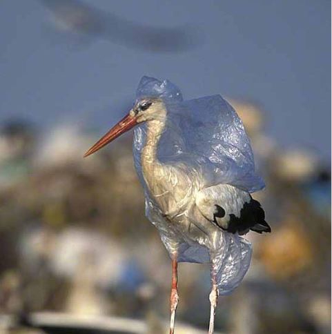13 ภาพที่แสดงให้เห็นว่า ขยะพลาสติกจากมนุษย์ ทำให้สัตว์ตกอยู่ในอันตราย