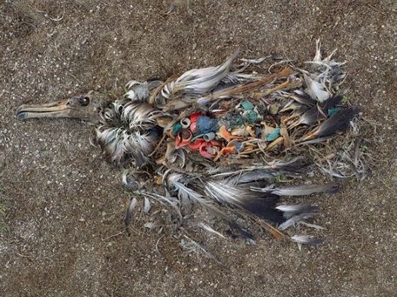 13 ภาพที่แสดงให้เห็นว่า ขยะพลาสติกจากมนุษย์ ทำให้สัตว์ตกอยู่ในอันตราย