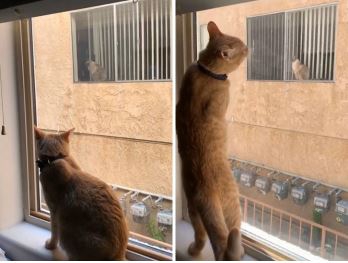 โรแมนติกหนักมาก เรื่องรักแมวๆ ระหว่างแมว 2 ตัว ที่เจอกันผ่านหน้าต่าง สุดท้ายแฮปปี้เอนดิ้ง