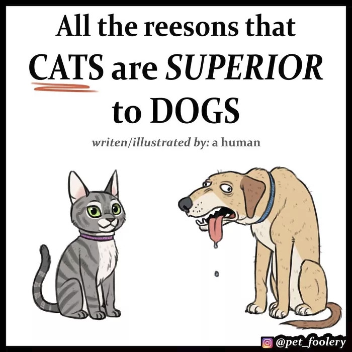 ทาสแมวต้องปลื้ม กับ 4 เหตุผลที่ว่าทำไมเราควรเลี้ยงน้องแมว มากกว่าน้องหมา