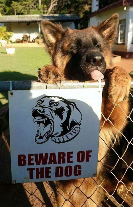 13 ภาพที่จะยืนยันว่า ป้าย ระวังสุนัขดุ! เป็นป้ายเตือนที่ศักดิ์สิทธิ์ที่สุดในโลก (จริงๆ นะ)