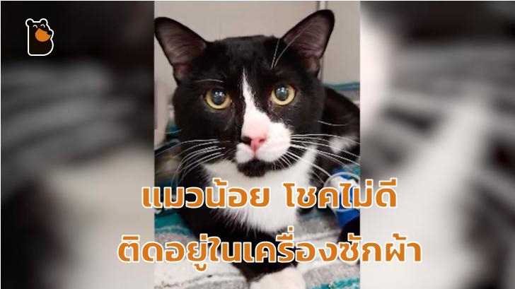 เจ้าแมว Felix โชคไม่ดี เหลือ 8 ชีวิตเพราะติดในเครื่องซักผ้า!
