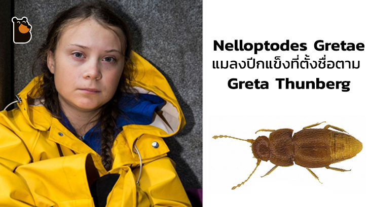 นักวิทยาศาสตร์ได้ตั้งชื่อแมลงปีกแข็งที่ตั้งชื่อตามชื่อของ Greta Thunberg