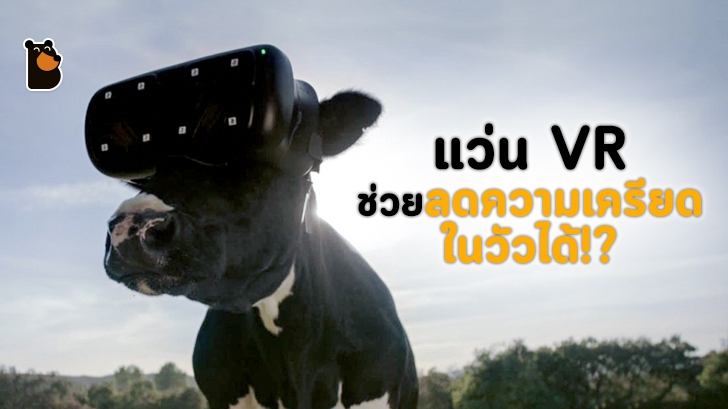 แว่น VR ช่วยลดความเครียดและเพิ่มคุณภาพน้ำนมของวัวได้!?