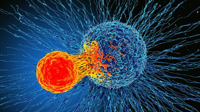 นักวิทยาศาสตร์ค้นพบ T-Cell ตัวใหม่ในระบบภูมิคุ้มกันที่คาดว่าจะสามารถฆ่าเซลล์มะเร็งได้