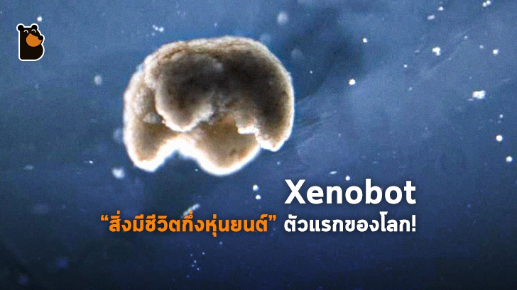 Xenobot “สิ่งมีชีวิตกึ่งหุ่นยนต์” ตัวจิ๋วที่สร้างจากสเต็มเซลล์ของกบ