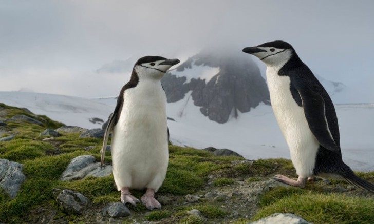คาบสมุทร Antarctic อุณหภูมิพุ่งสูงกว่า 20ºC เป็นครั้งแรก!