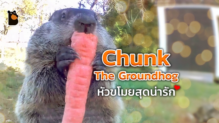 Chunk The Groundhog หัวขโมยสุดน่ารักที่กลายมาเป็น YouTuber