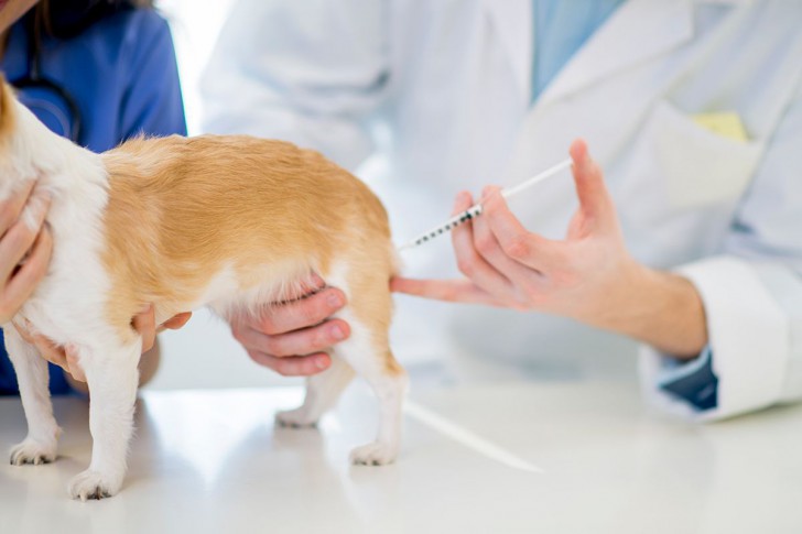 AFCD พบผลตรวจ COVID-19 ในสุนัขเป็นบวก แต่ไม่ใช่เรื่องน่ากังวล