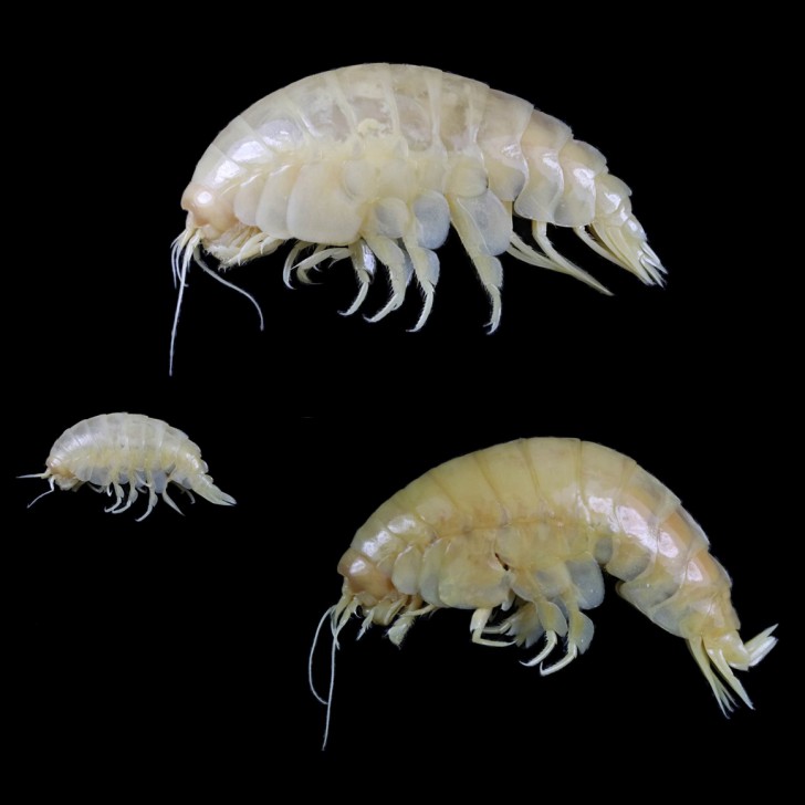 Eurythenes Plasticus สิ่งมีชีวิตใต้ทะเลลึกที่ตั้งชื่อตาม "พลาสติก" ที่พบในลำตัวของมัน