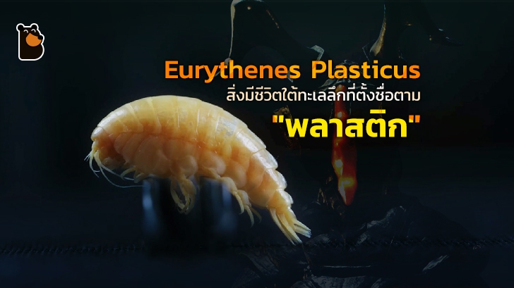 Eurythenes Plasticus สิ่งมีชีวิตใต้ทะเลลึกที่ตั้งชื่อตาม 