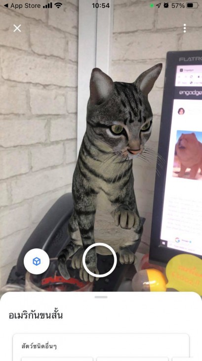 Google Search เพิ่มสัตว์อีก 50 ชนิด ให้ดูภาพและเสียงผ่านกล้องมือถือแบบ 3D AR