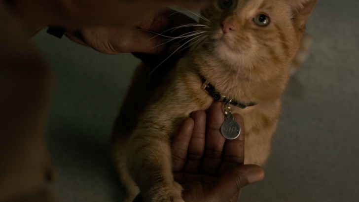 เรื่อง(ไม่)ลับของเจ้าแมวส้ม Goose ในภาพยนตร์ Captain Marvel