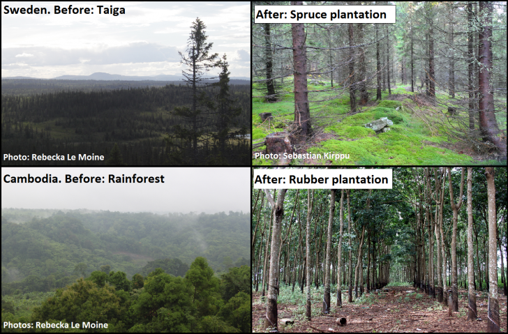 การปลูกป่าทดแทนไม่ใช่การฟื้นฟูผืนป่า แต่เป็นการทำลายระบบนิเวศโดยไม่รู้ตัว!?