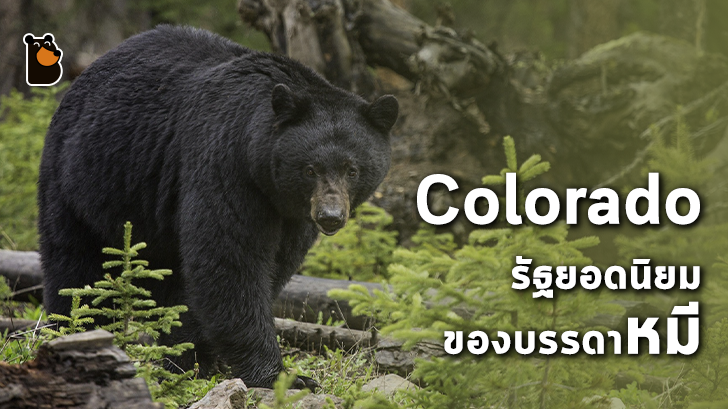 Colorado รัฐยอดนิยมของบรรดาหมีที่คุณอาจจะเจอพวกมันในบ้านของคุณ!?