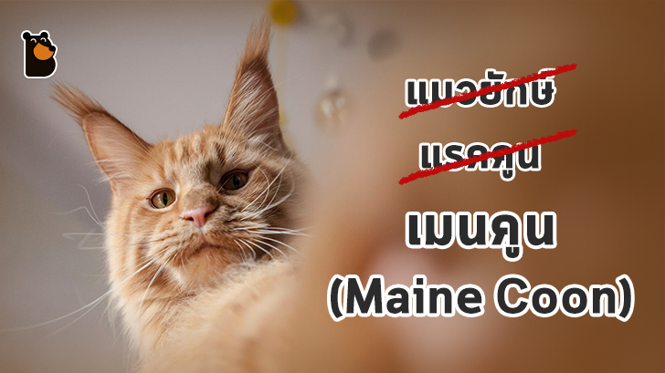 Maine Coon ไม่ใช่แรคคูน แต่เป็นสายพันธุ์หนึ่งของแมว(ยักษ์)