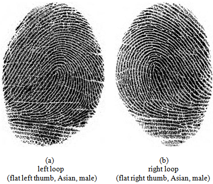 ลายนิ้วมือ (Fingerprint) คืออะไร ทำไมลายนิ้วมือคนเราต้องแตกต่างกัน ?