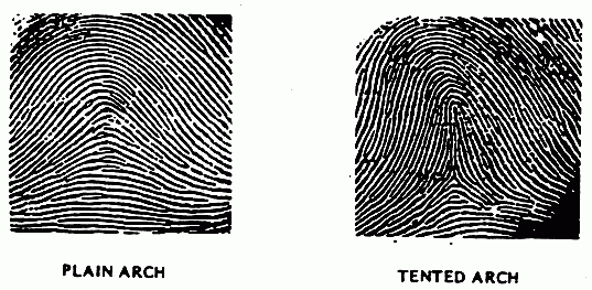 ลายนิ้วมือ (Fingerprint) คืออะไร ทำไมลายนิ้วมือคนเราต้องแตกต่างกัน ?