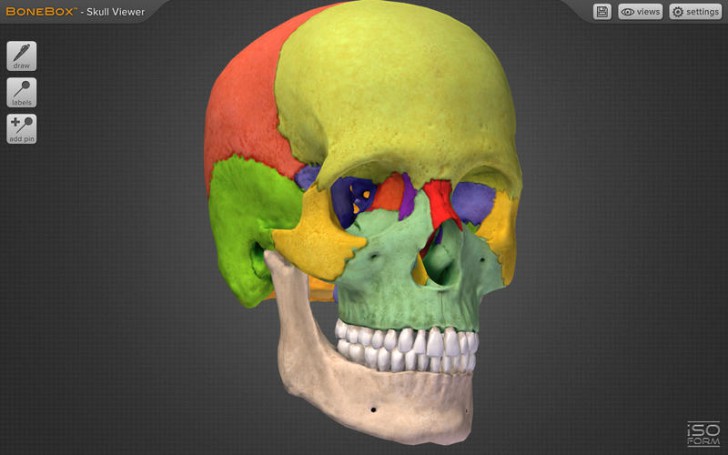 BoneBox Skull Viewer (โปรแกรม Skull Viewer ดูศีรษะ หัวกะโหลก 3D บนเครื่อง Mac ฟรี) : 