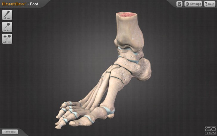 BoneBox Foot Viewer (โปรแกรม BoneBox Foot Viewer ดูกระดูกส่วนเท้า ข้อต่อกระดูก 3D บน Mac ฟรี) : 