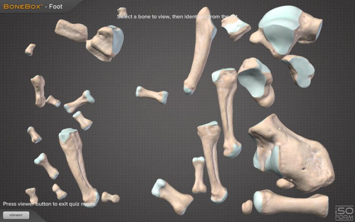 BoneBox Foot Viewer (โปรแกรม BoneBox Foot Viewer ดูกระดูกส่วนเท้า ข้อต่อกระดูก 3D บน Mac ฟรี) : 