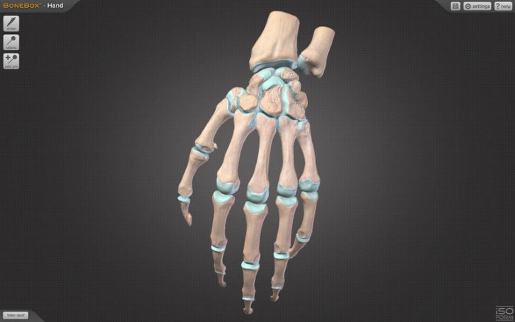 BoneBox Hand Viewer (โปรแกรม BoneBox Hand Viewer ดูมือ ข้อต่อกระดูกมือ 3D บนเครื่อง Mac ฟรี) : 