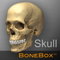 BoneBox Skull Viewer (โปรแกรม Skull Viewer ดูศีรษะ หัวกะโหลก 3D บนเครื่อง Mac ฟรี)