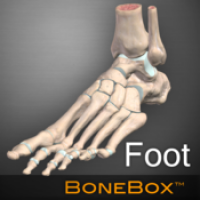 BoneBox Foot Viewer (โปรแกรม BoneBox Foot Viewer ดูกระดูกส่วนเท้า ข้อต่อกระดูก 3D บน Mac ฟรี)