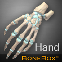 BoneBox Hand Viewer (โปรแกรม BoneBox Hand Viewer ดูมือ ข้อต่อกระดูกมือ 3D บนเครื่อง Mac ฟรี)