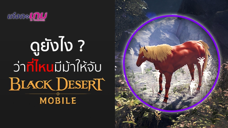 อยากผสมม้าในเกม Black Desert Mobile แต่ไม่รู้จะจับม้าที่ไหน? เชิญทางนี้