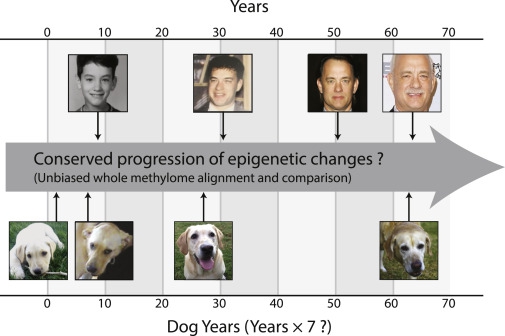 สุนัขอายุ 1 ปี ไม่ได้มีอายุเท่ากับเด็ก 7 ขวบ นักวิจัยพบสูตรคำนวณใหม่ !