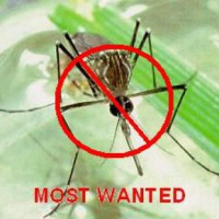 ทำไม โปรแกรมไล่ยุง ถึงมีชื่อเสียง ? (Why Anti Mosquitoes Software is so Famous ?)