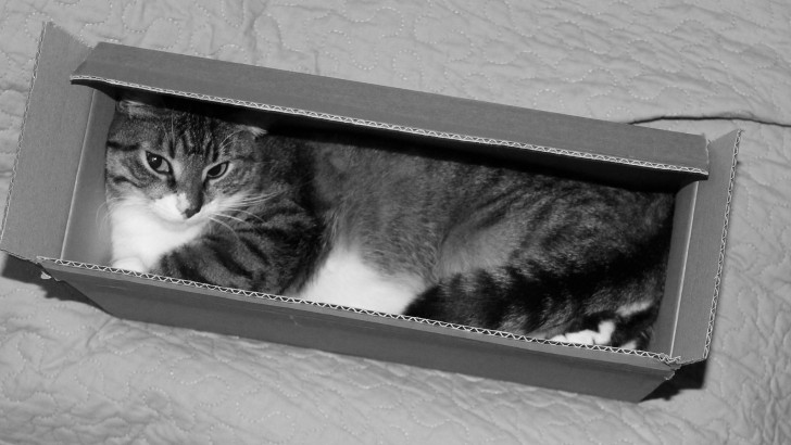 ทำไมแมว ชอบมานอนบน คีย์บอร์ดโน้ตบุ๊ก ? พร้อมวิธีป้องกันมันมานอน